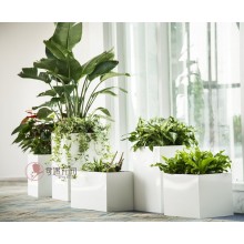 專注室內(nèi)綠植服務(wù)8年，綠植租賃，免費(fèi)養(yǎng)護(hù)，一站式商務(wù)空間